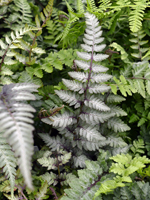 Hardy Fern Athyrium niponicum 'Red Beauty'